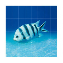 Фотопанно FT-SERA FS031