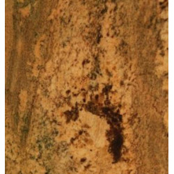 Натуральный камень Netuno Bordeaux