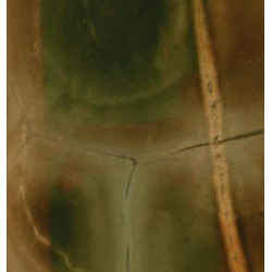 Натуральный камень Tartaruga