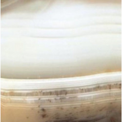 Alabastri Rex Bamboo 80x80 Lap Ret (739818)